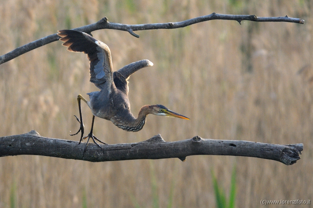 Ardea purpurea (Airone rosso in decollo).jpg